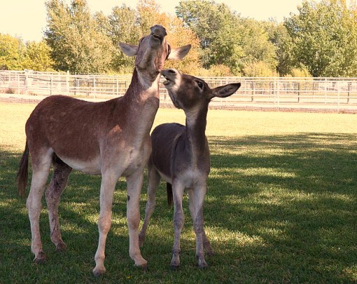 Bernard and Ellsworth Duet