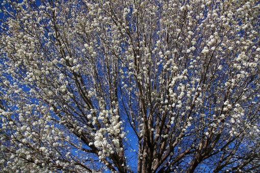 bradford pear