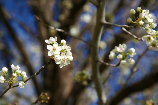 bradford pear