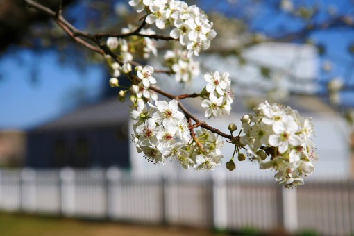 bradford pear