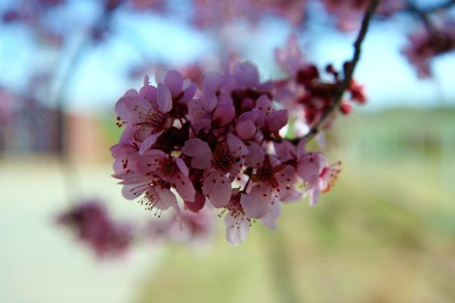 plum tree