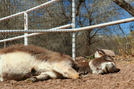 sweet dreams bernard