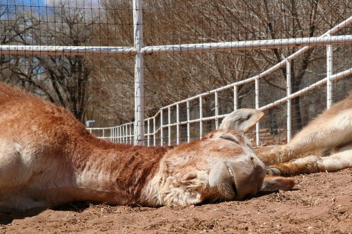 sweet dreams ellsworth