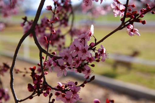 plum tree