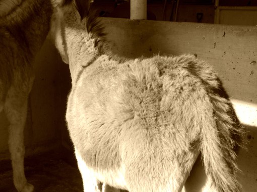 Bernard and Ellsworth