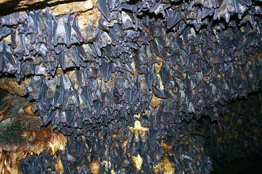 Batty for bats | Morning Bray Farm