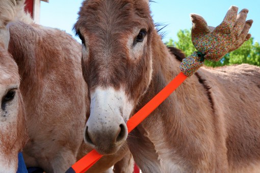 Bernard with the chucker