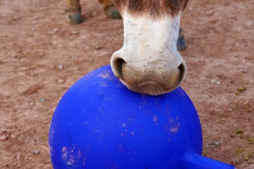 Bernard's new Jolly Ball