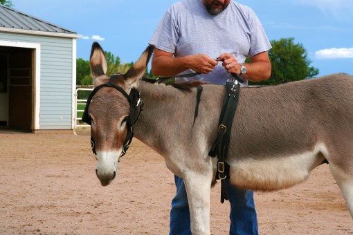 Driving Mister Bernard