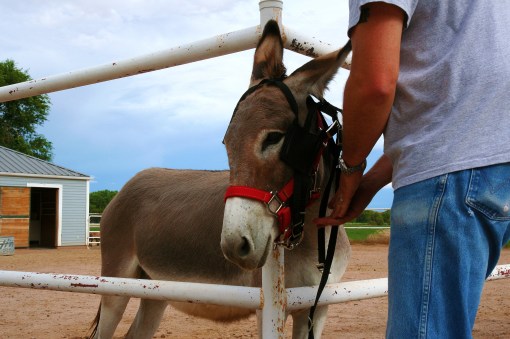 Driving Mister Bernard
