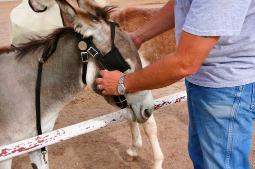 Driving Mister Bernard