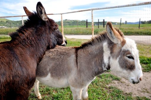 Gunny resting his head on Harry