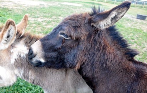 Gunny resting his head on Harry