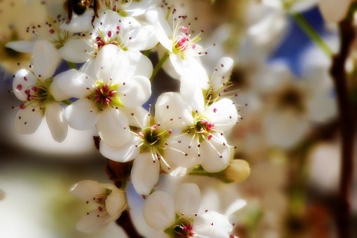 bradford pear