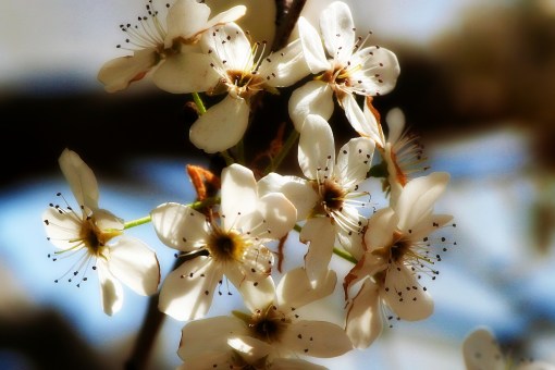 bradford pear