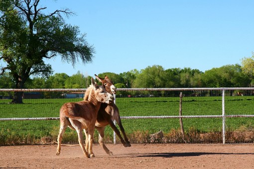 Fergus and Ellsworth