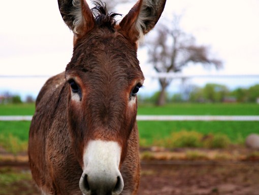 Fergus's first picture