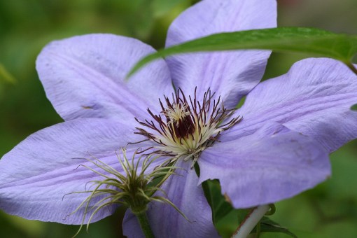 Clematis