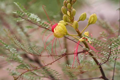 Desert bird of paradise