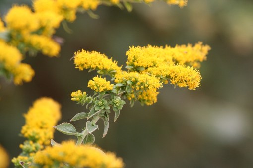Goldenrod