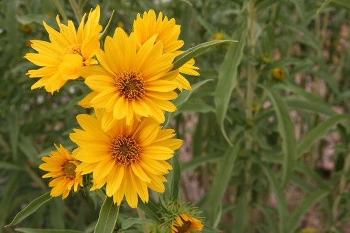 Maximillian sunflower