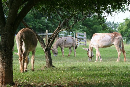 Grace Patrick Harriet