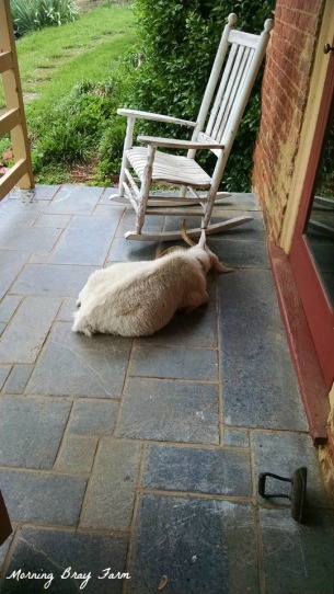Moo on her porch