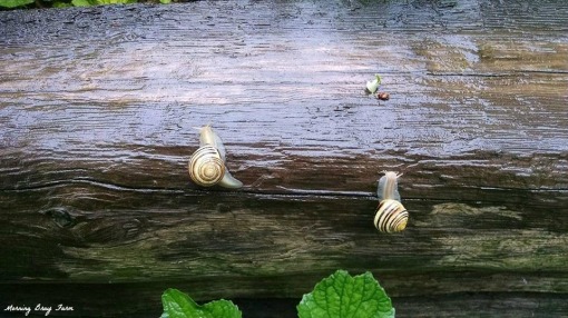 Snail races
