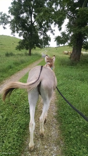 Walking with Bernard