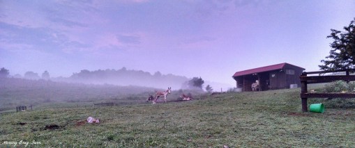 Early summer morning