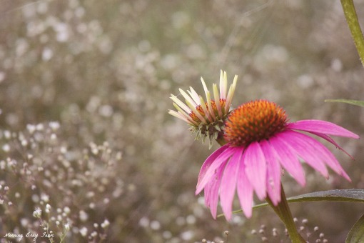 coneflower and baby's breath