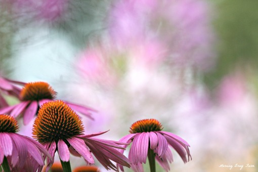 coneflowers and spider flowers
